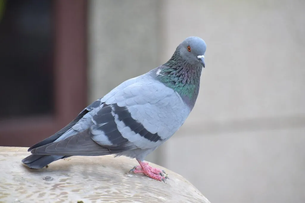 Pigeon Care on a Budget