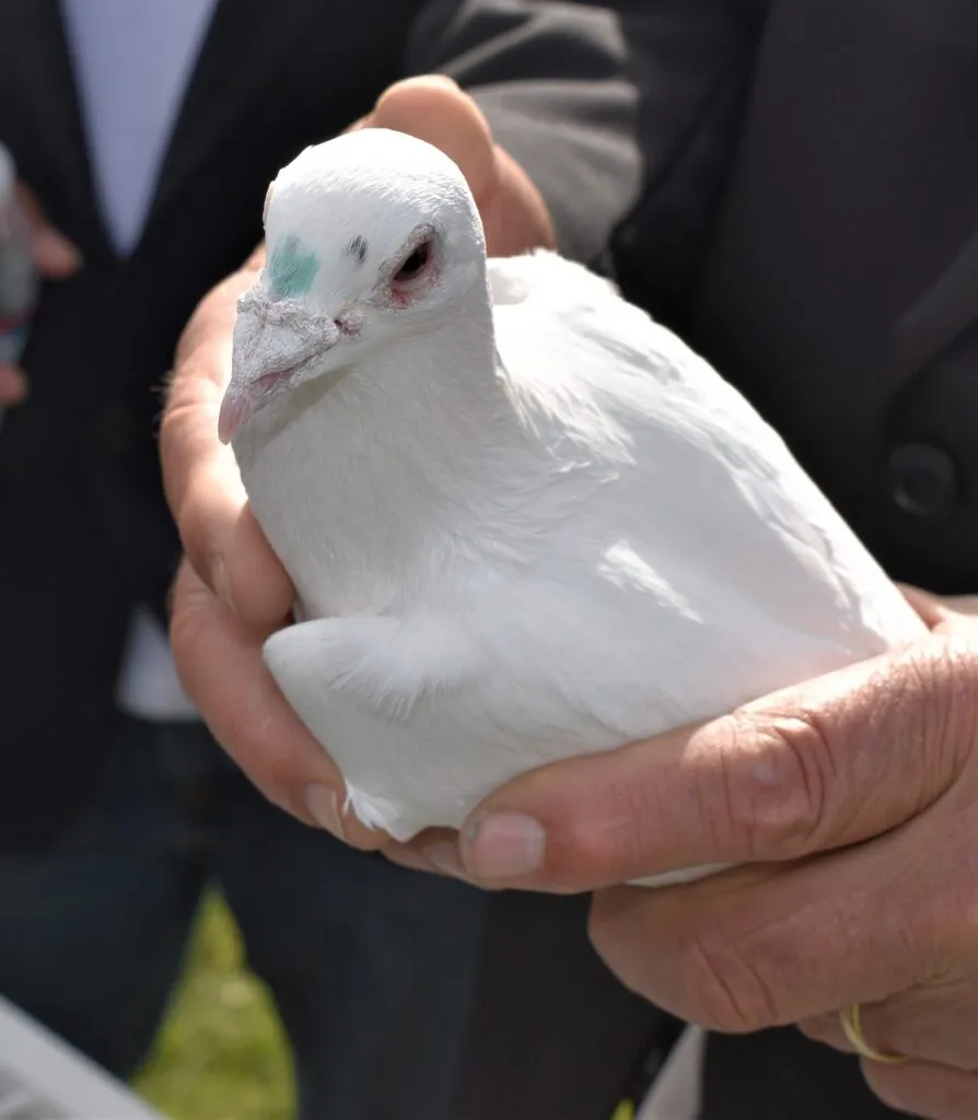 Pigeon Rescue and Rehabilitation