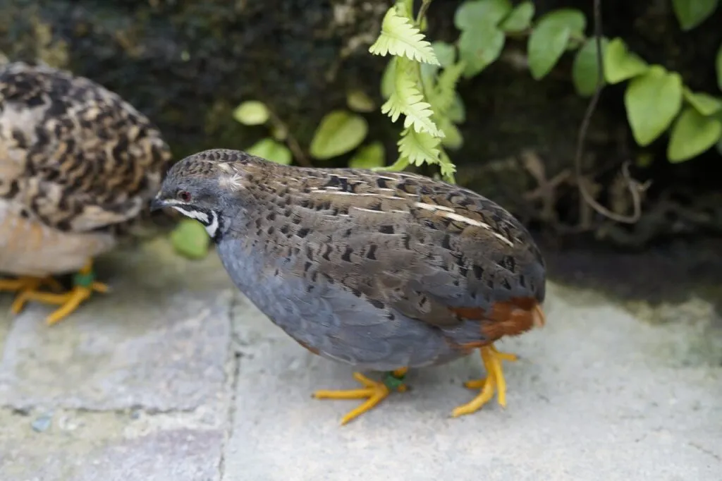 Managing Quails in Extreme Weather