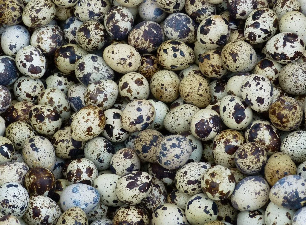 Quail as Educational Pets