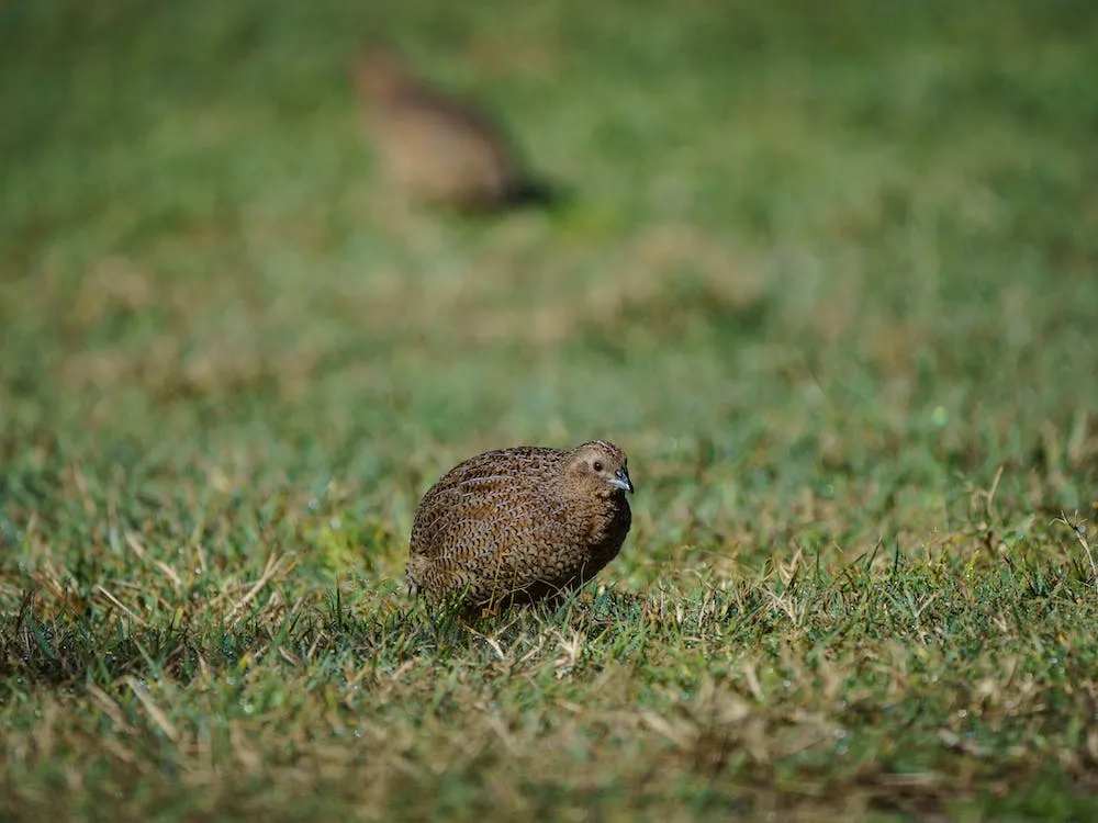 Choosing the Right Quail Species