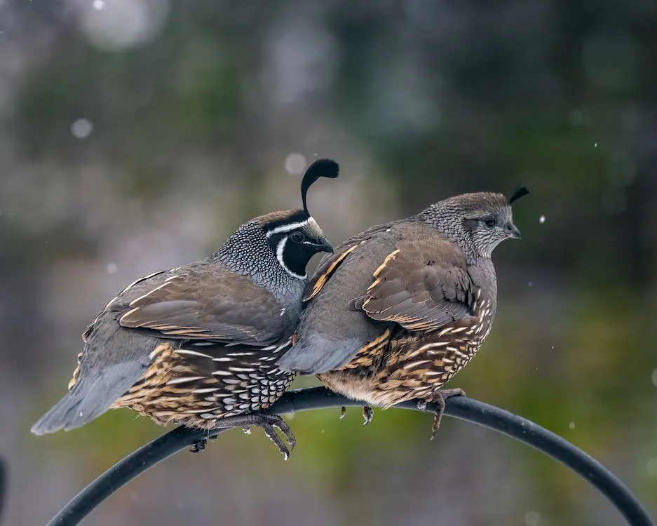 Feeding Quail