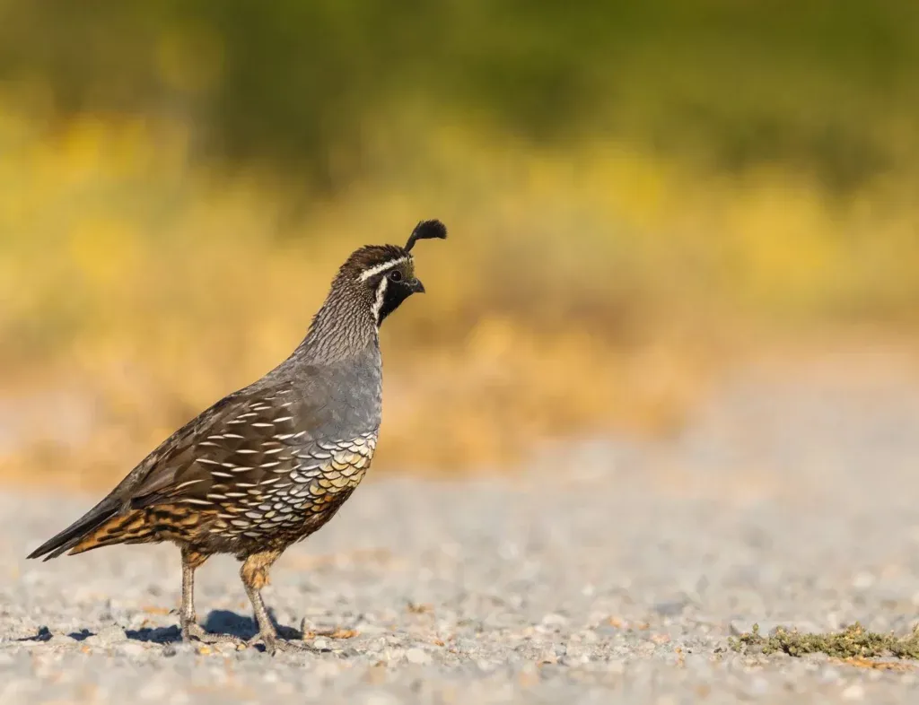 Handling and Taming Quail
