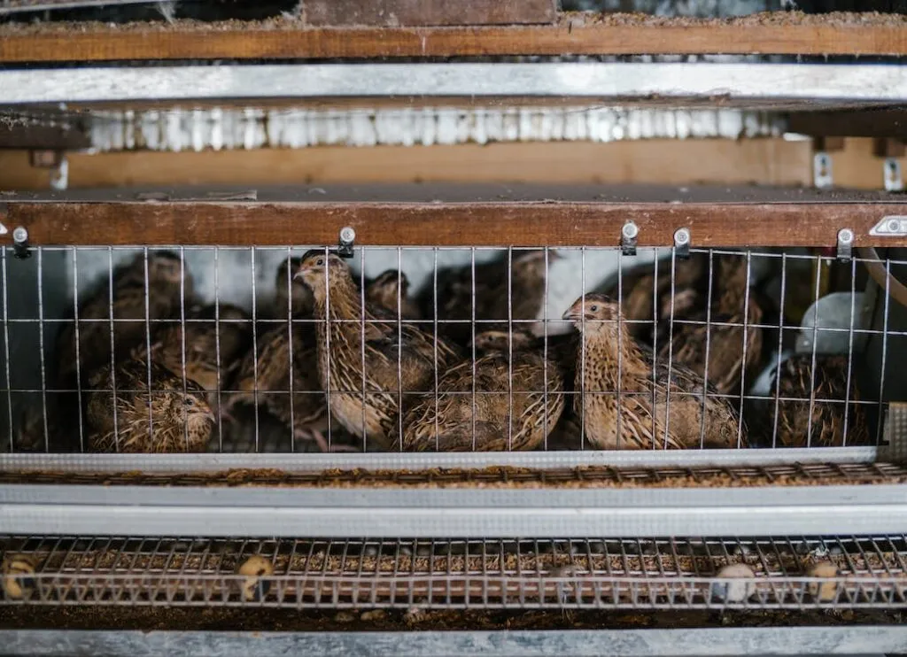 Breeding Quail