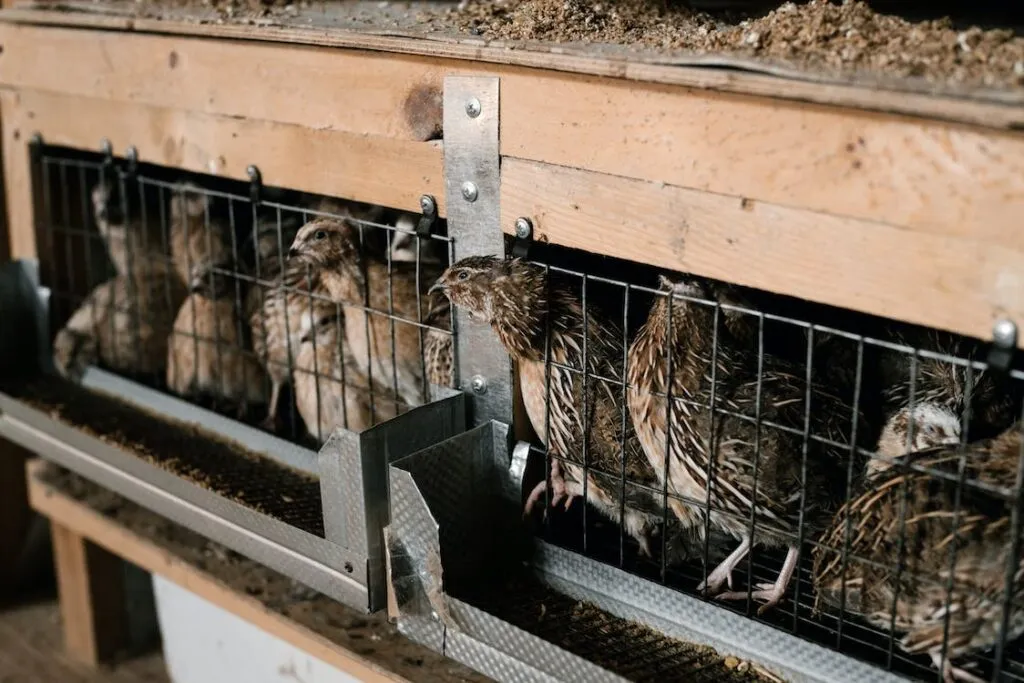 Choosing the Right Quail