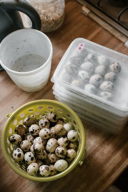 Breeding Quails