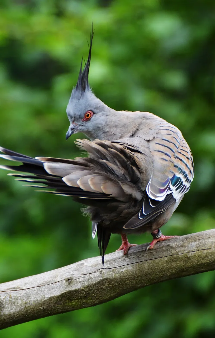 Pigeon Care on a Budget