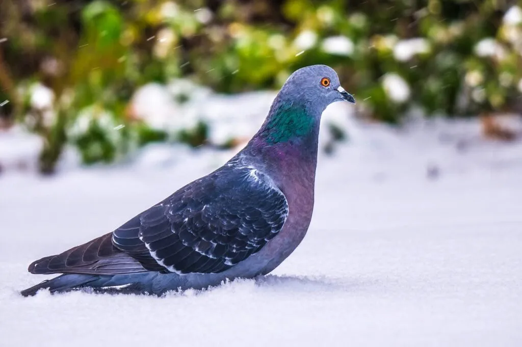 Pigeon Behavior