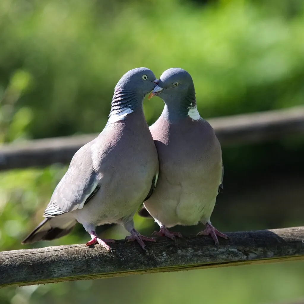 Pigeons Rescue and Rehabilitation