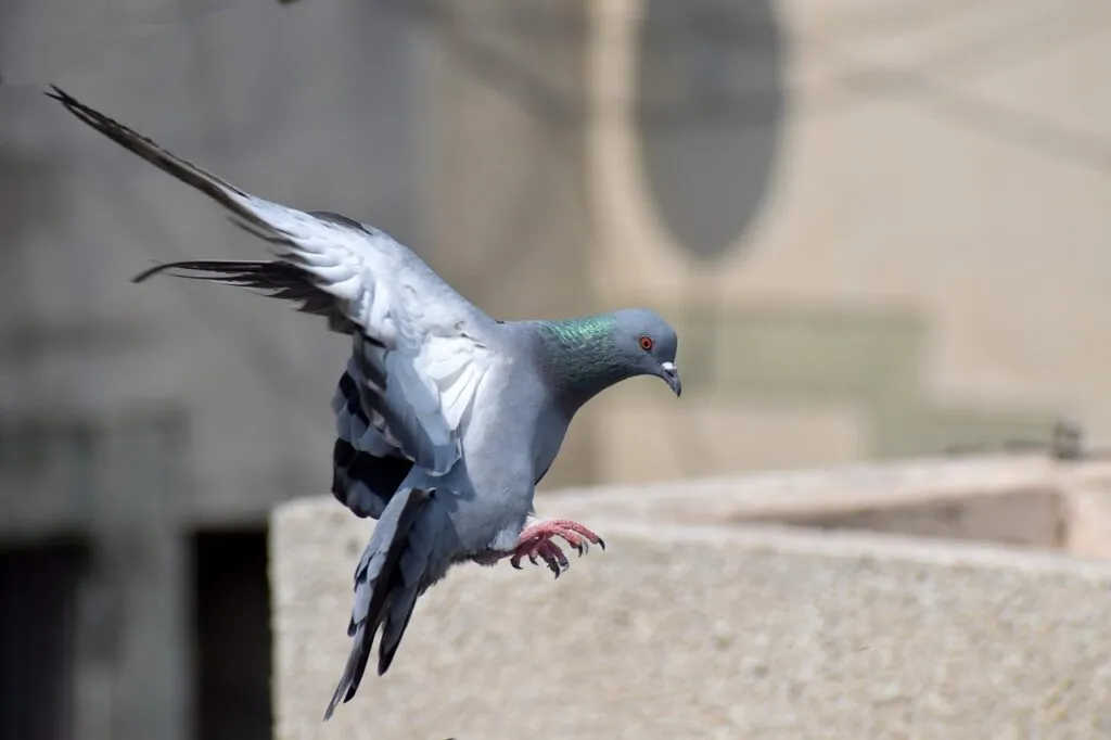 Pigeon Racing