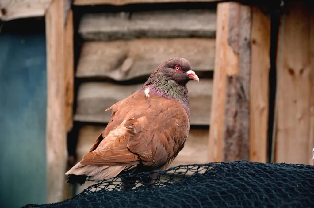 Pigeon Care cheap