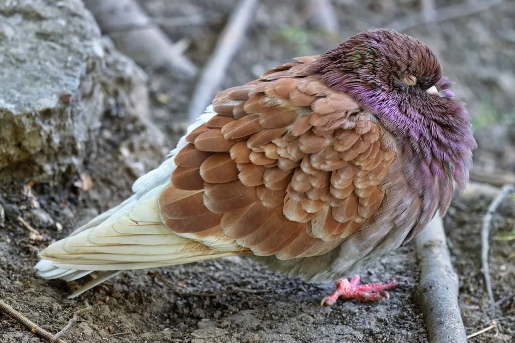 Pigeon Behaviors