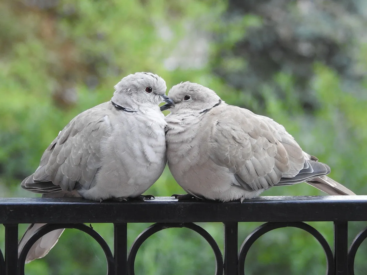 Breeding Pigeons