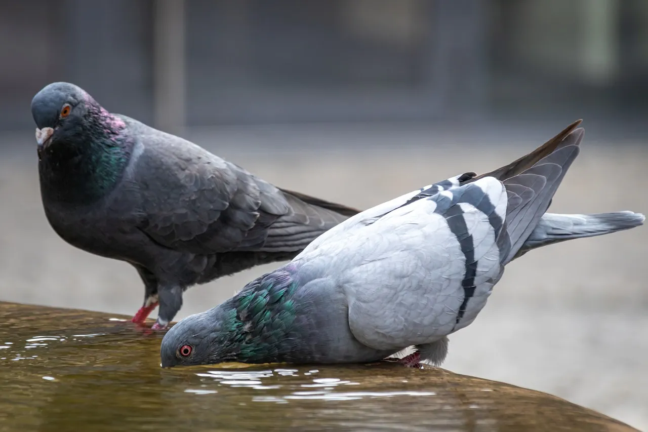 Creating the Perfect Pigeon Loft