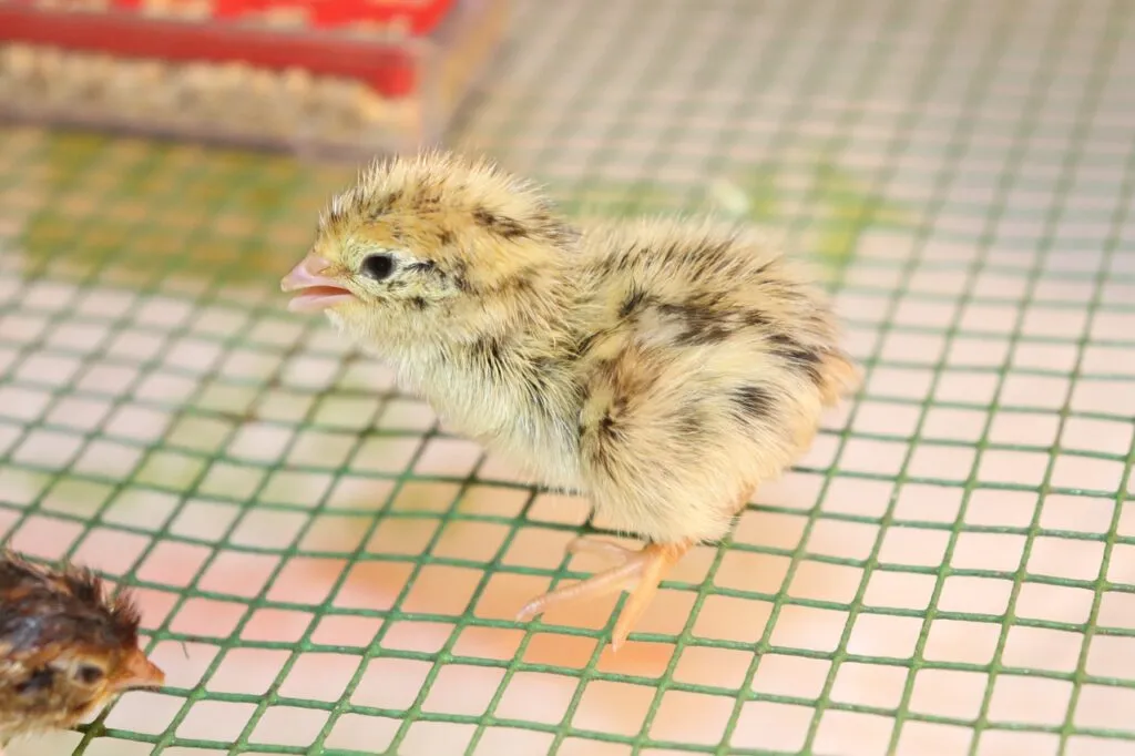 Quail Eggs Incubation