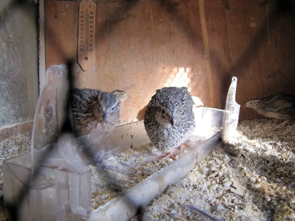 Maximizing Quail Production