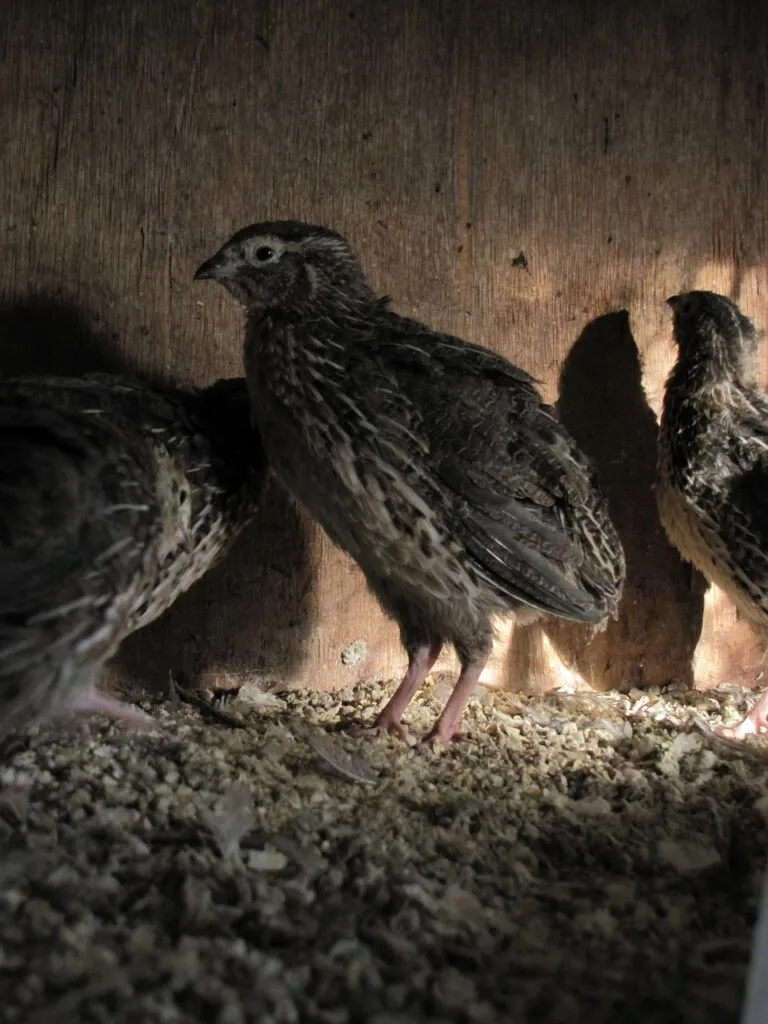 Quail Care for Urban Homesteaders