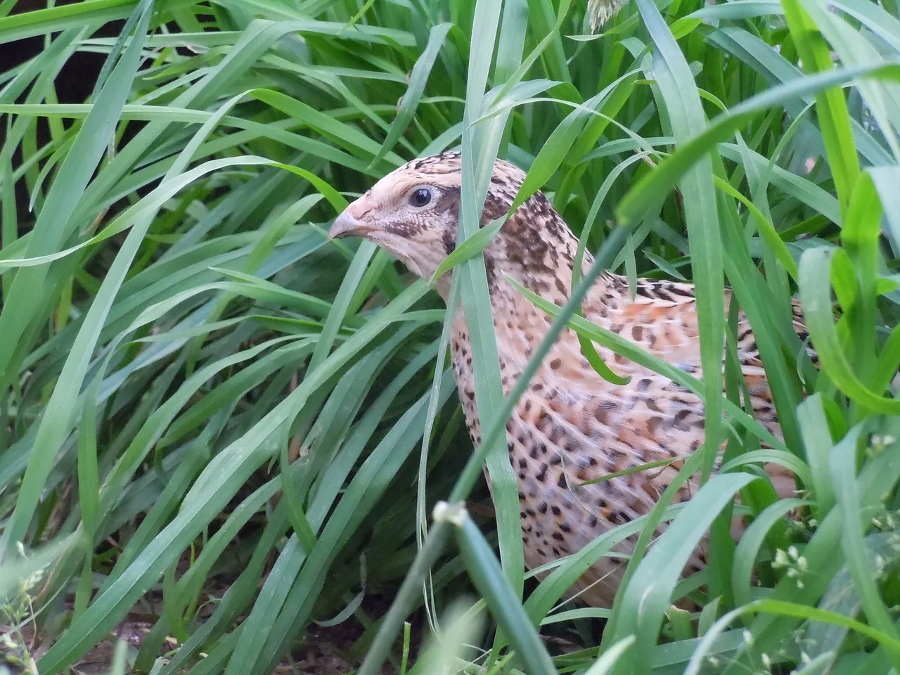 Handling and Taming Quail