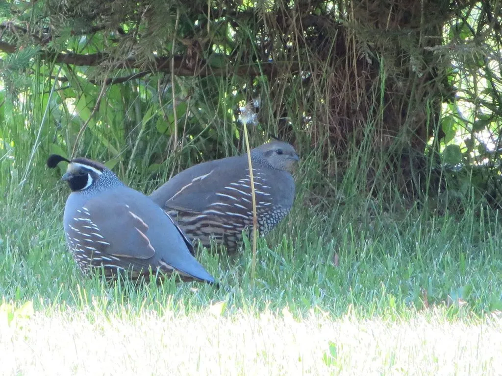 Health Issues in Quails