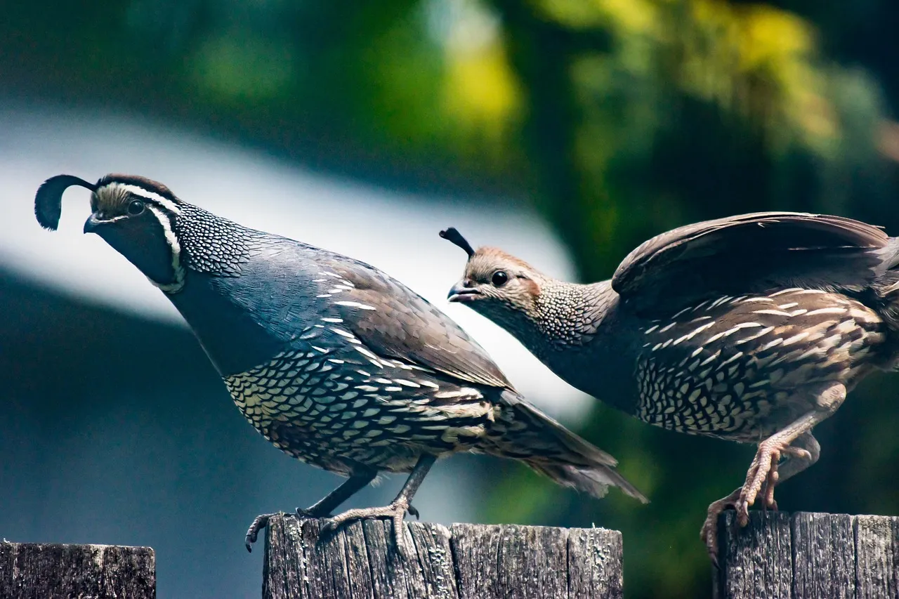 Quail Care for Urban Homesteaders
