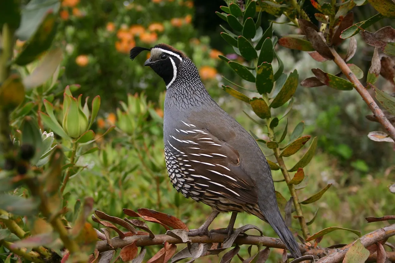 Quail as Educational Pets