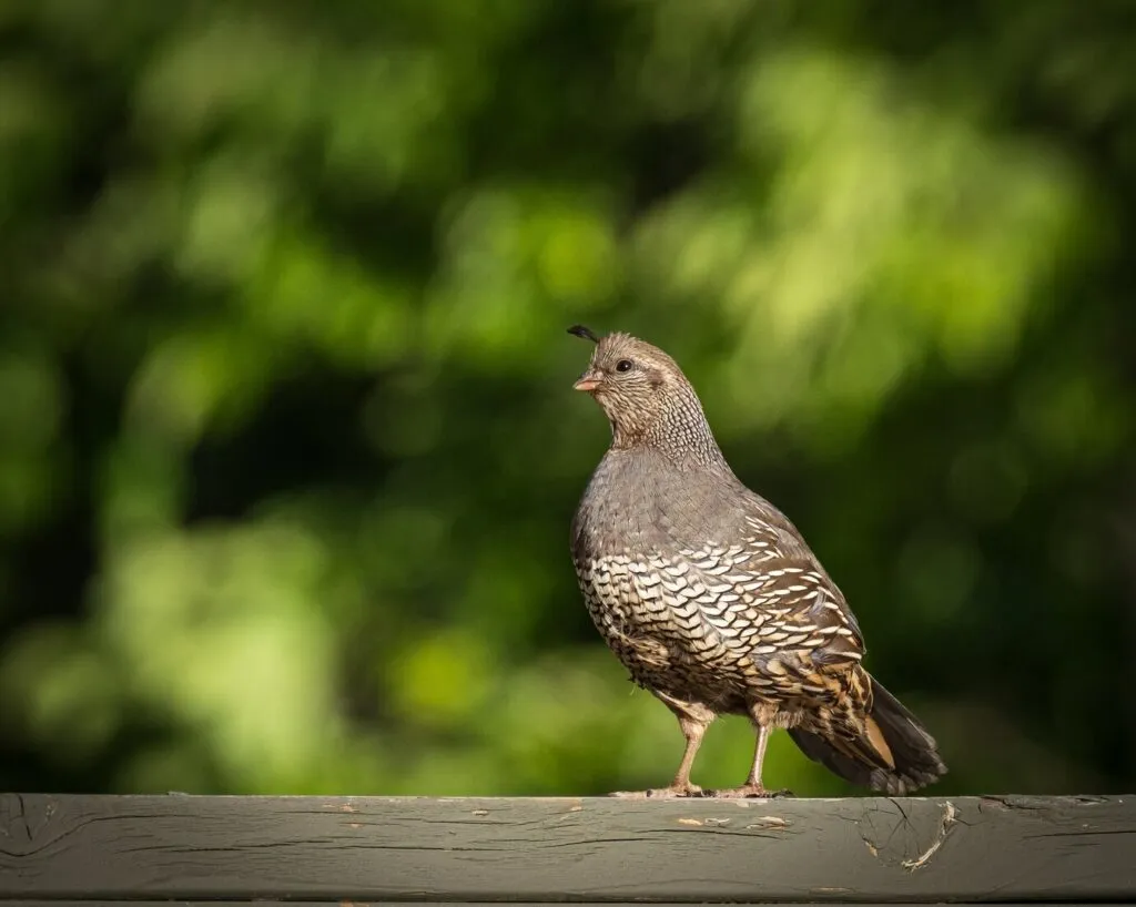 Handling and Taming Quail