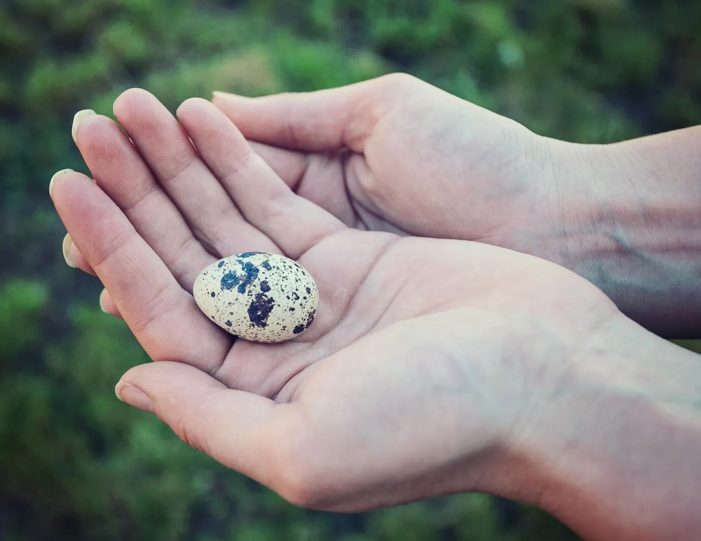 Quail as a Sustainable Food Source