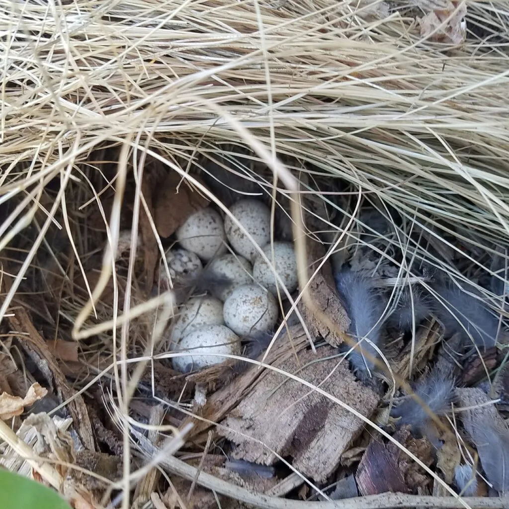 Quail Egg Incubation