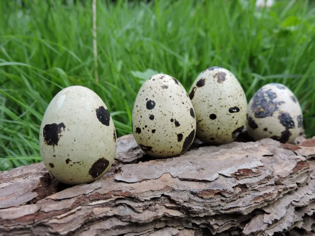 Quail Care for an Urban Homesteader