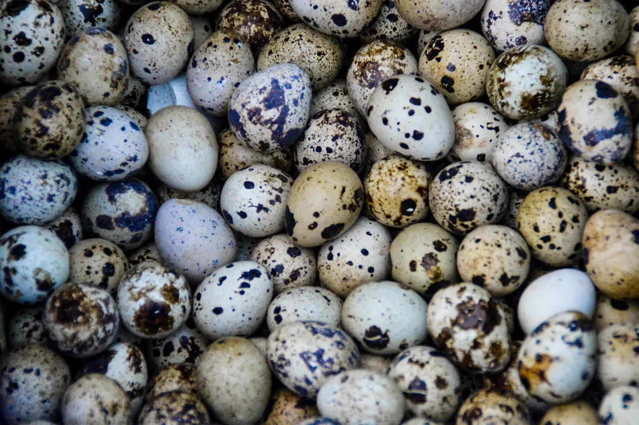 Maximizing Quail Production