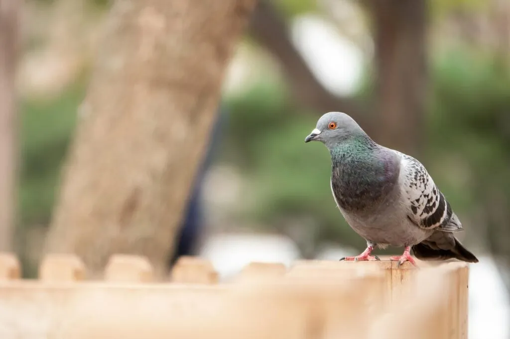 Pigeon Photography