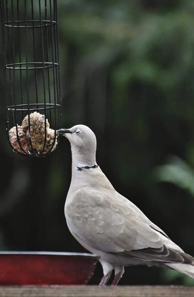 The Best Guide to Pigeon Health