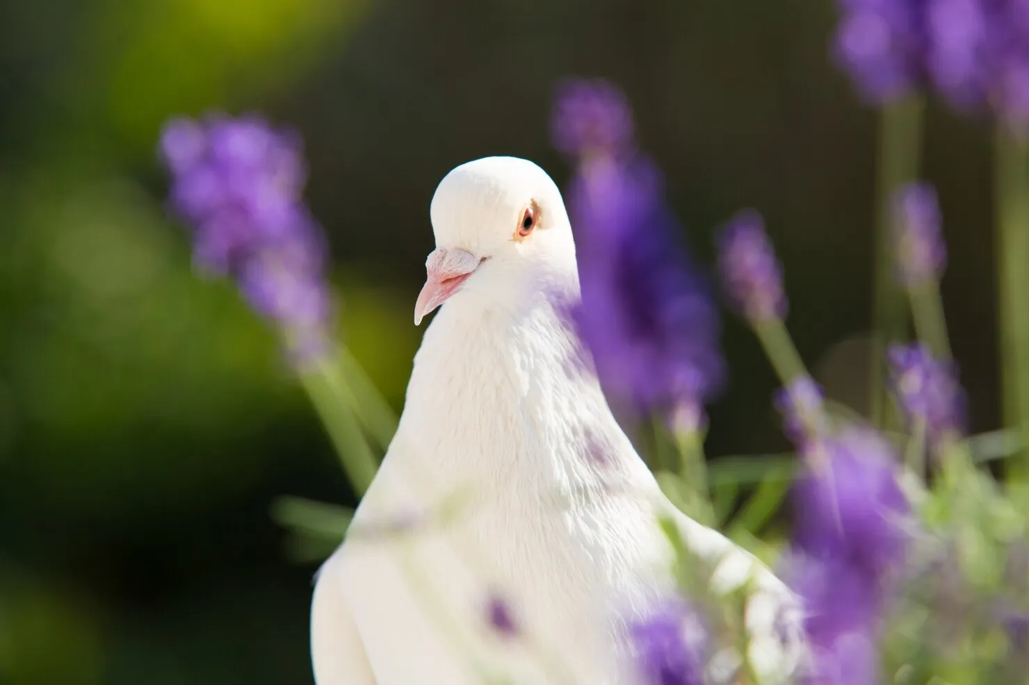 Pigeon Myths Debunked