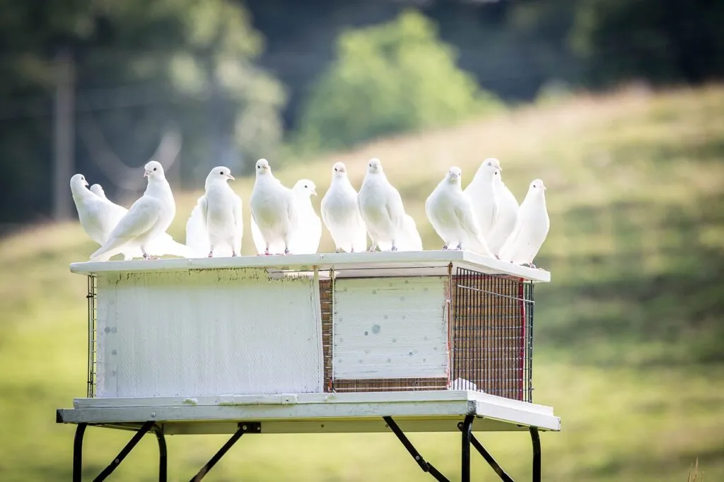 Creating the Perfect Pigeon home
