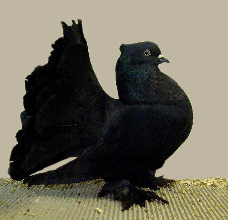 Fantail Pigeon