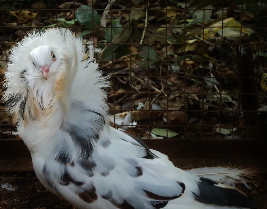 Jacobin Pigeon