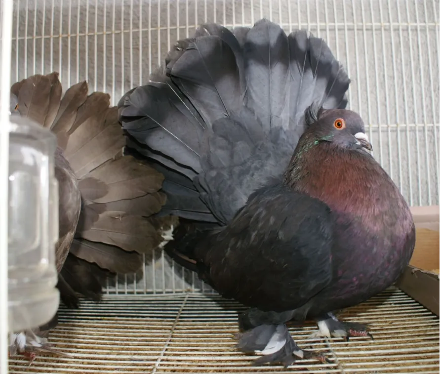 indian Fantail Pigeon