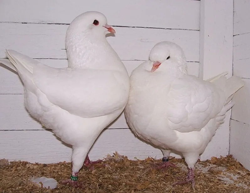 King Pigeon