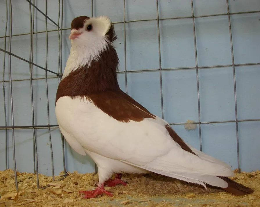 Tumbler Pigeon