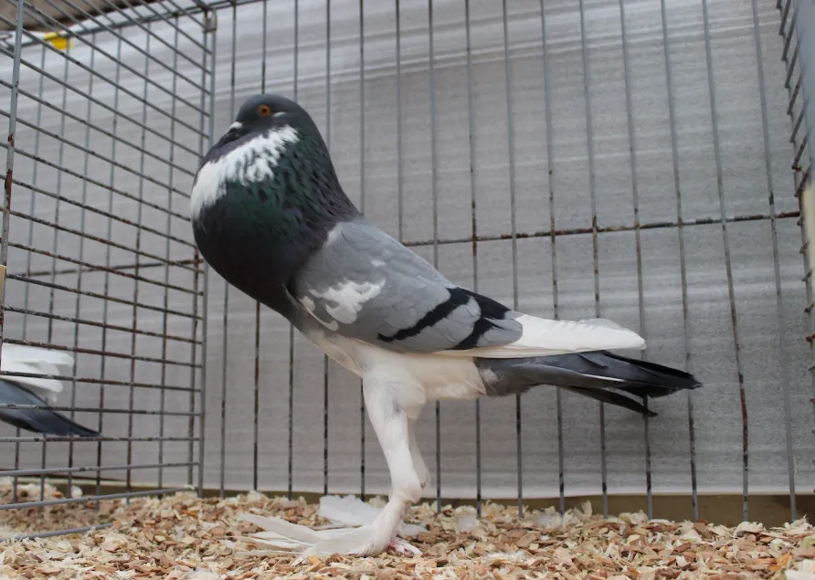 Pouter Pigeon
