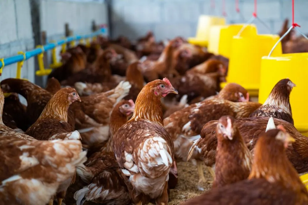 Covered Chicken Run