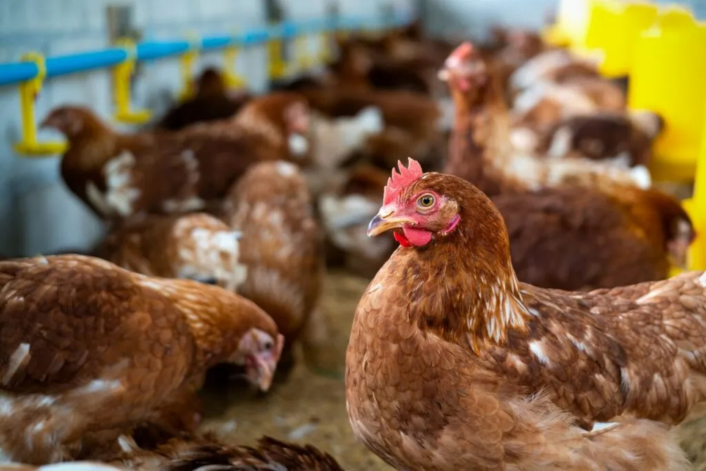Heat Lamps For Chicken Coop
