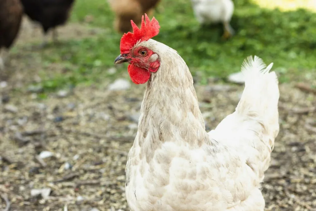 Best Automatic Chicken Feeders