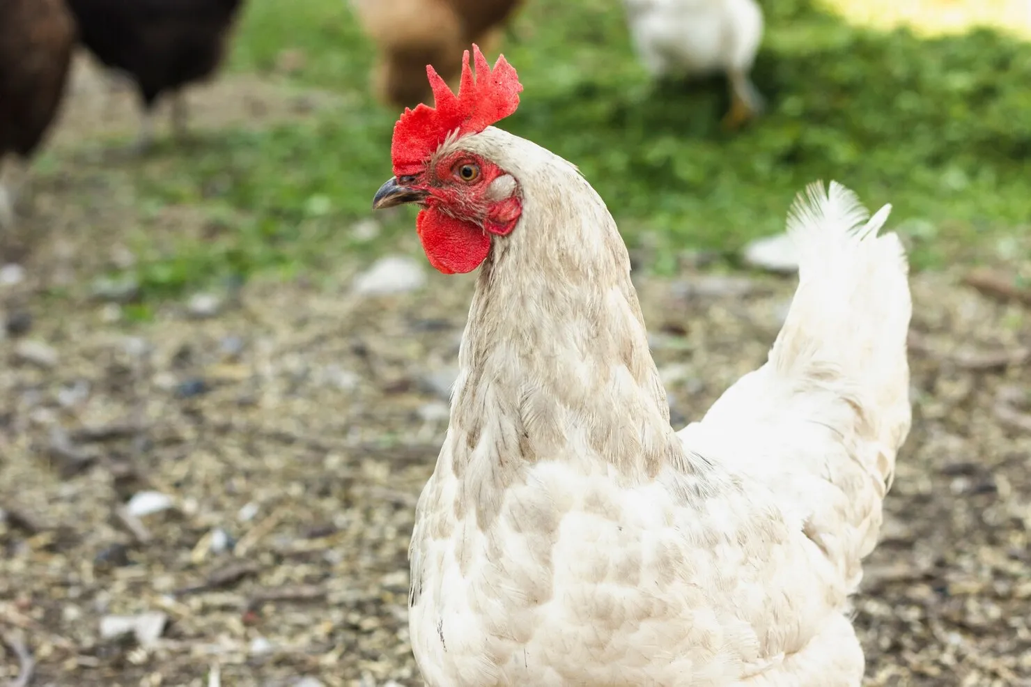 easter egg chickens