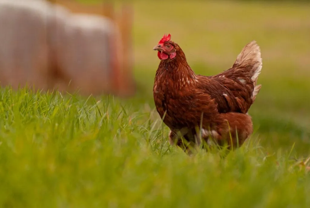Are Free Range Chicken Eggs Better?