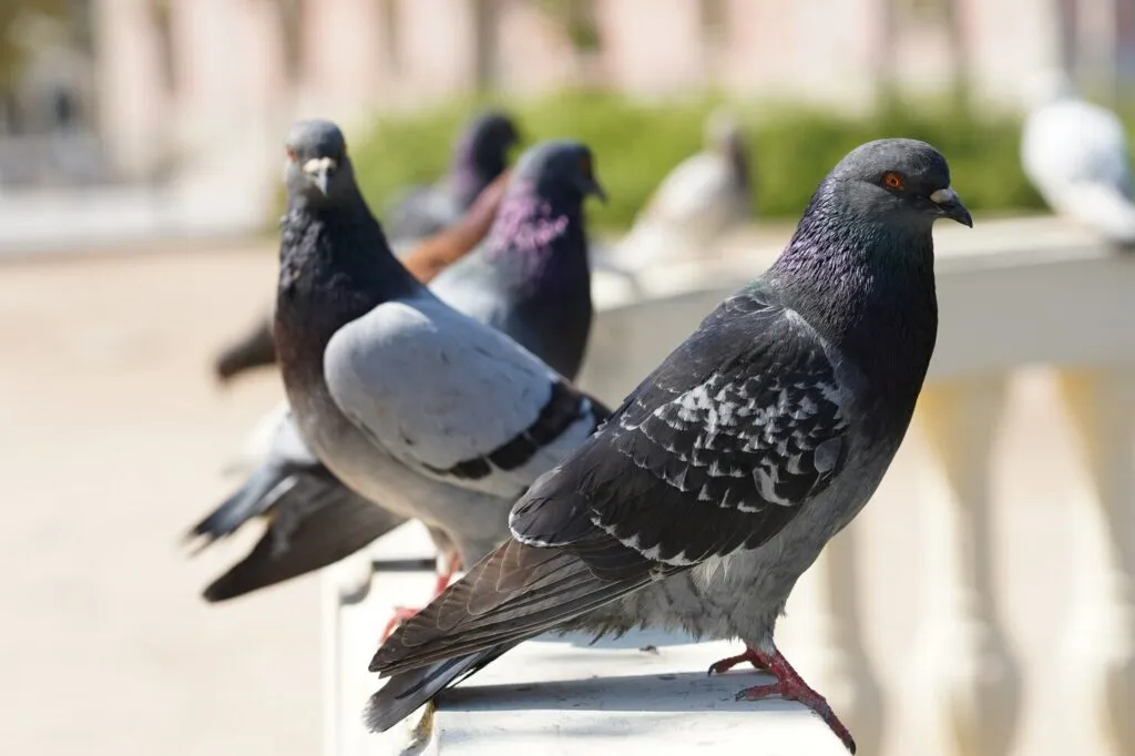 Homing Pigeon (Columba livia domestica)