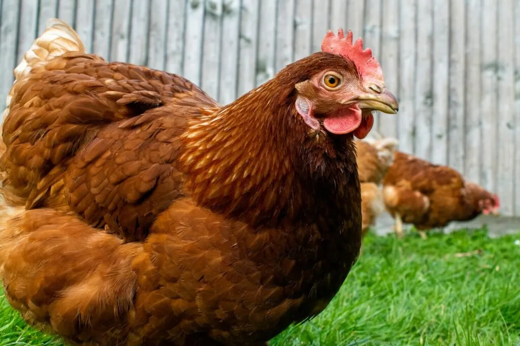 Best Automatic Chicken Feeder