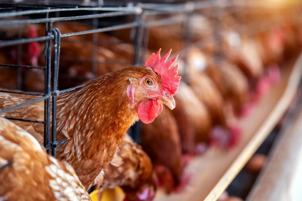 Chicken Feed Cups