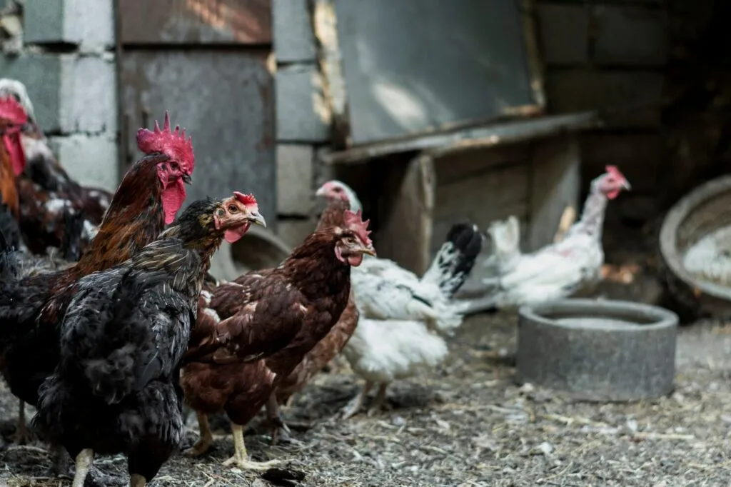 Chicken Drinking 