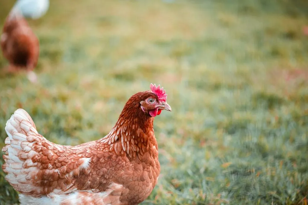Black Oil Sunflower Seeds for Chickens